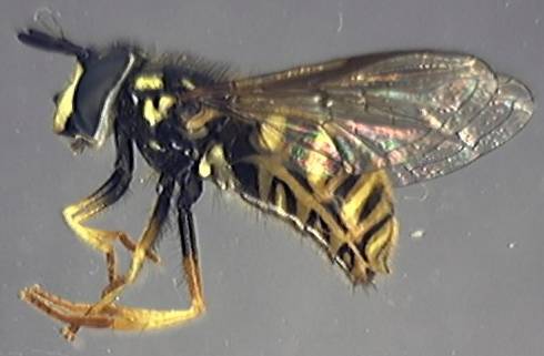 Chrysotoxum arcuatum